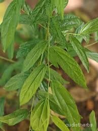 Alangium lamarckii leaf1.jpg
